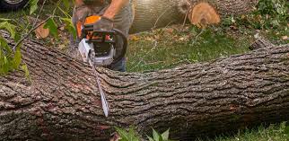 St Johns, AZ Tree Care Services Company